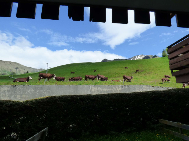 _clients_227445005_photos_99t_4879446 _clients_227445005_photos_99t_4879446