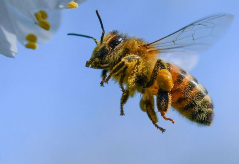 escapegamenature-bureaudesguides-381871