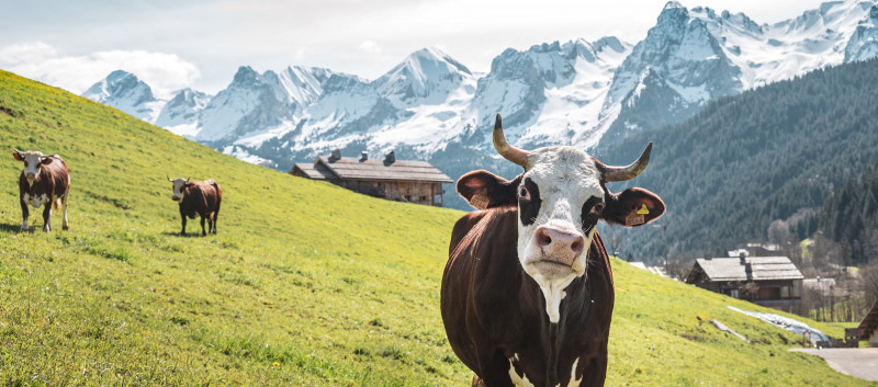 vaches-printemps-avril-2023-j-cathala-1-3734357