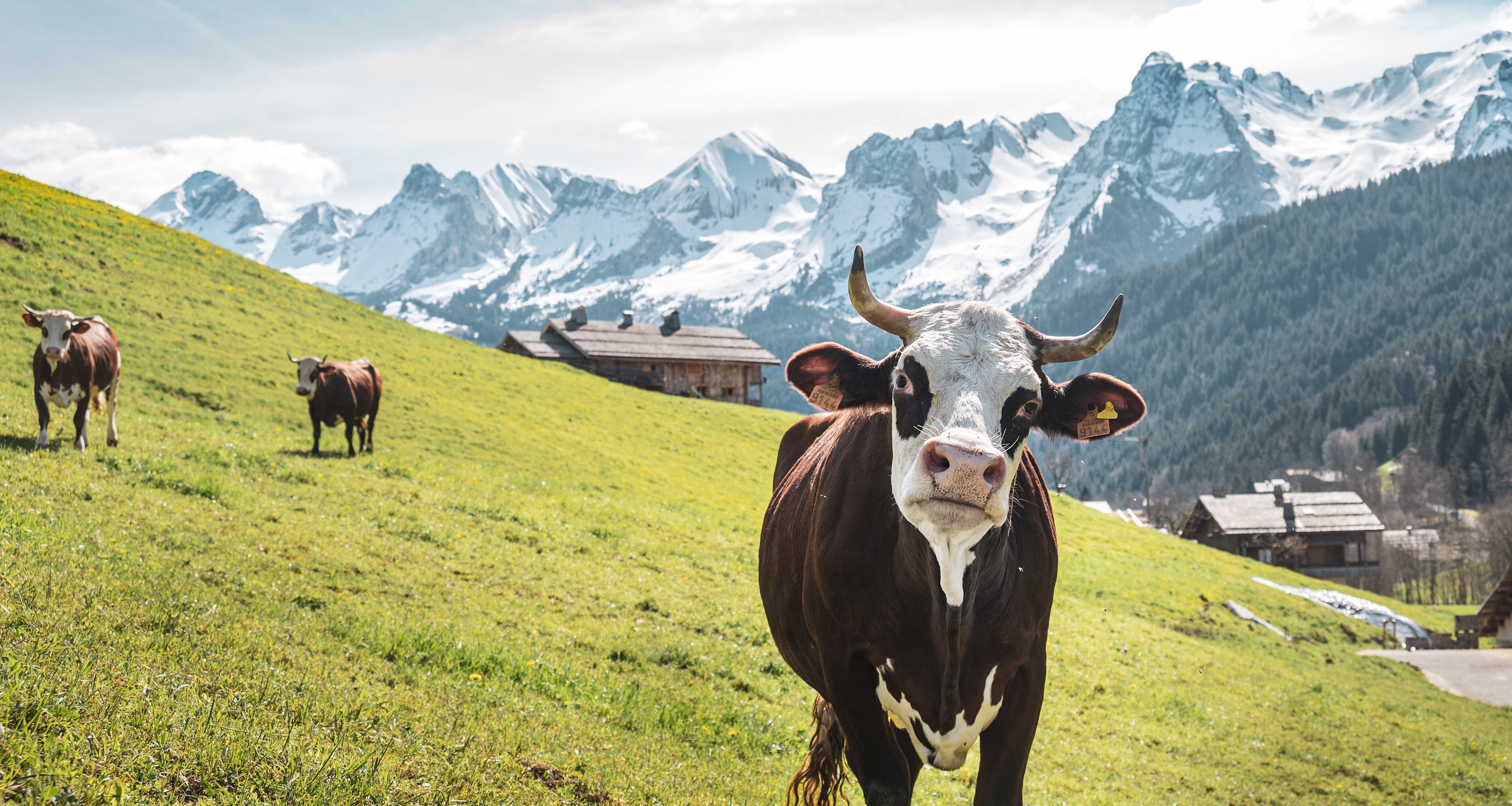 vaches-printemps-avril-2023-j-cathala-1-5347154 - &copy; J.Cathala